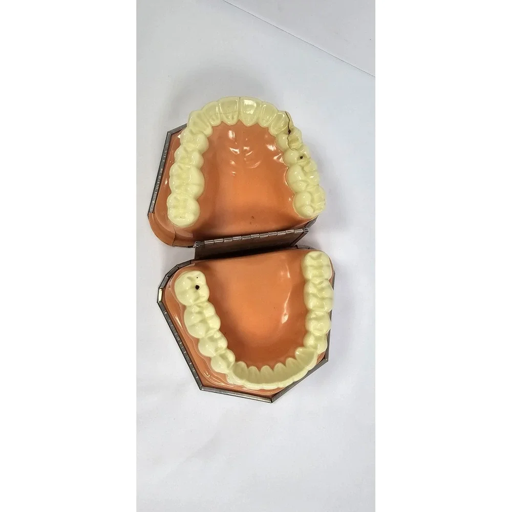 VTG Dental‎ Teeth Model Pro-Phy-Lac-Tic Brush Co Florence Mass Dentist Display